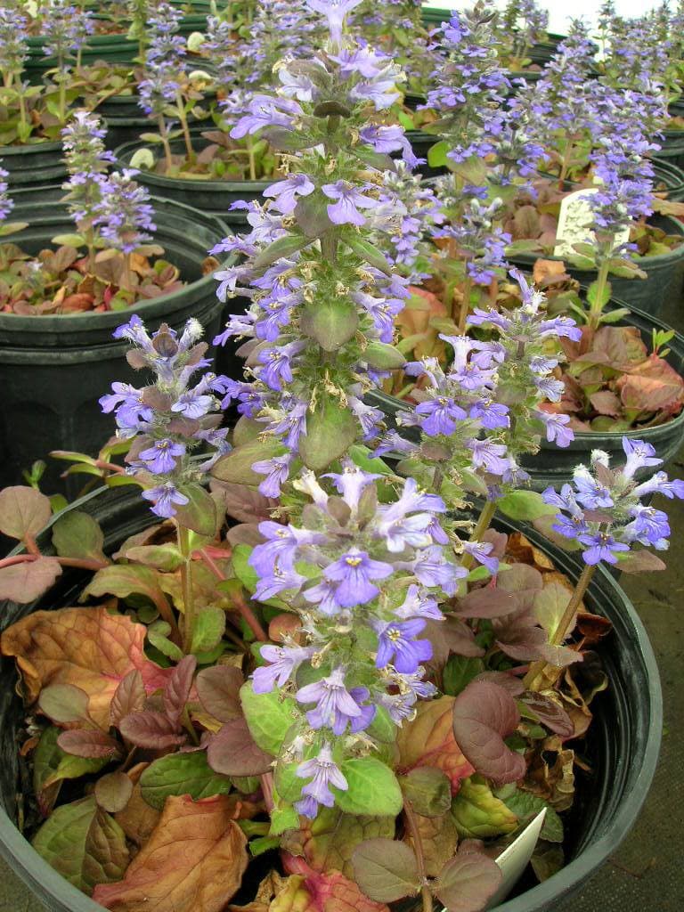 Ajuga plants