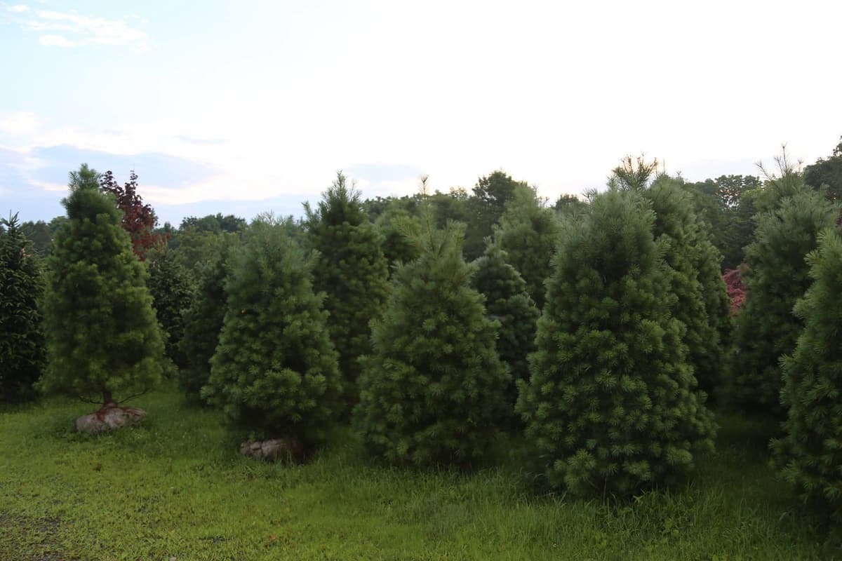 Field of evergreen trees