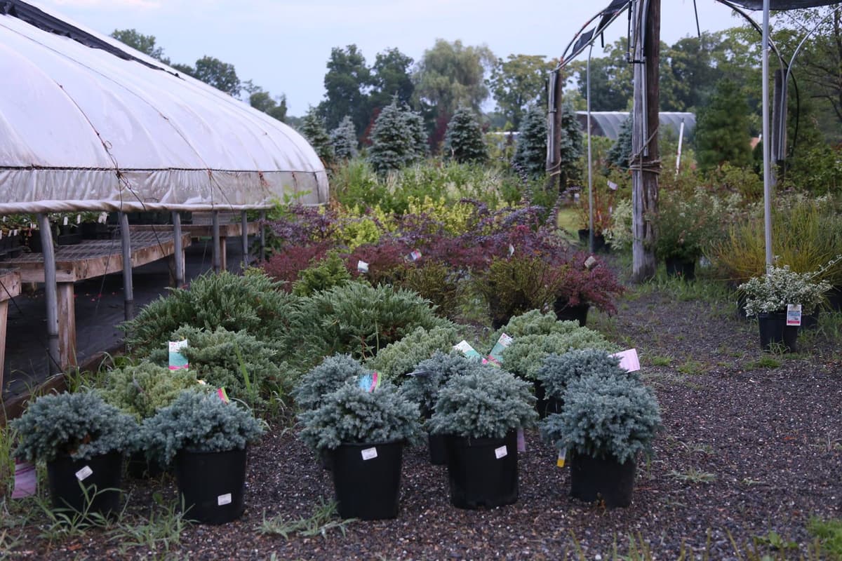 Evergreen shrubs and plants