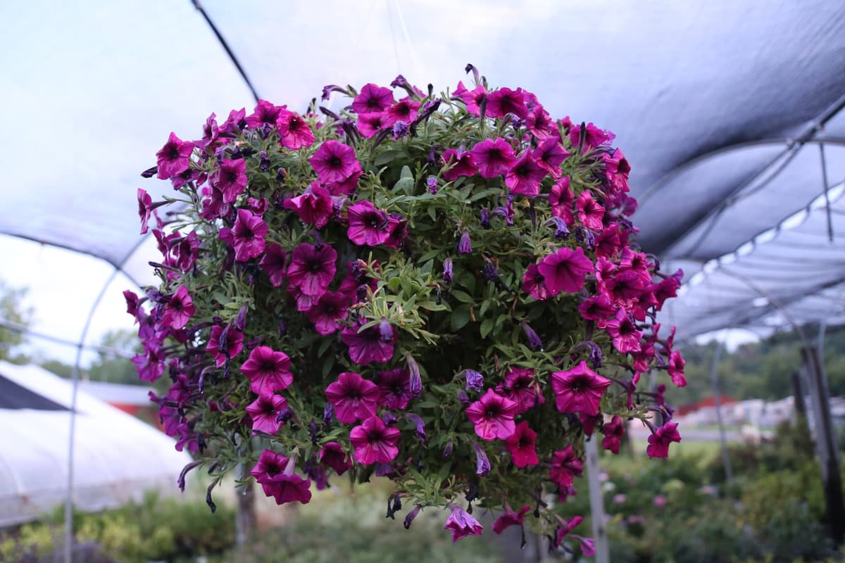 Hanging basket of petunias