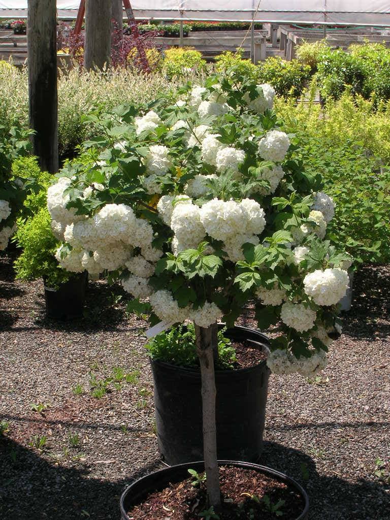 White hydrangea tree