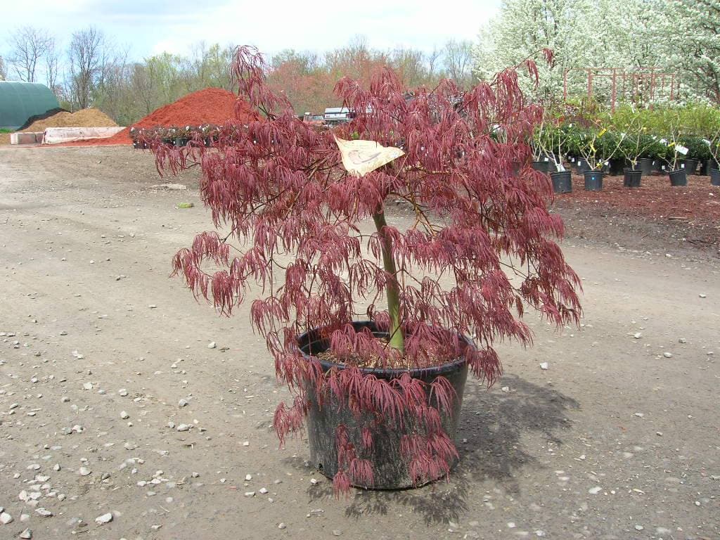 Japanese maple tree