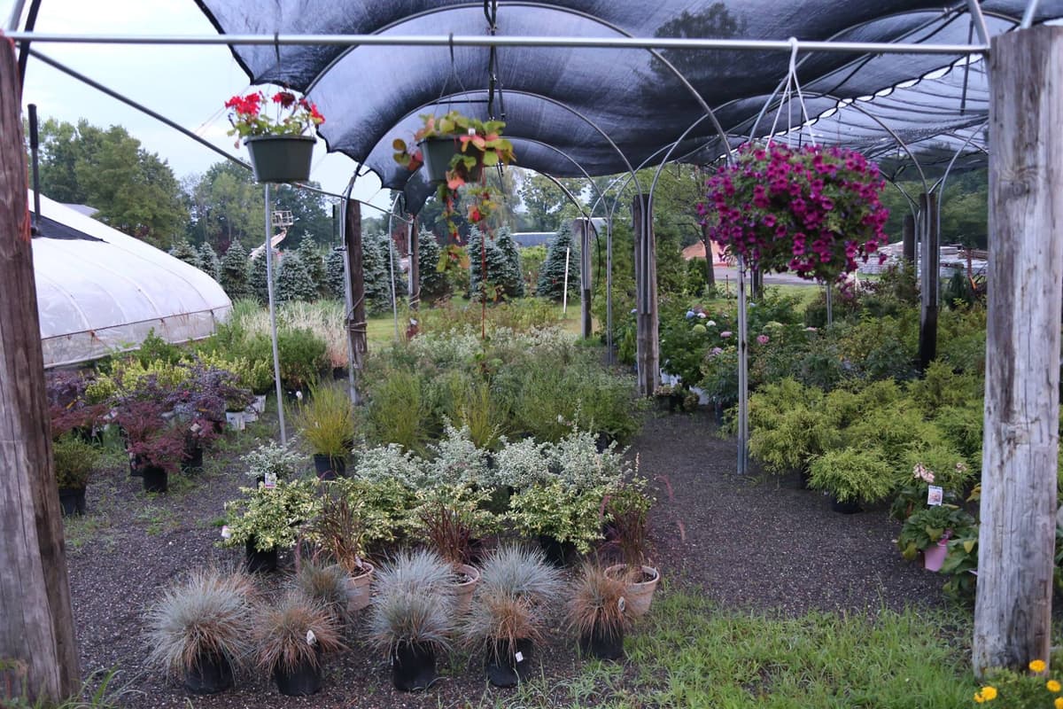 Nursery shade structure with hanging baskets and plants