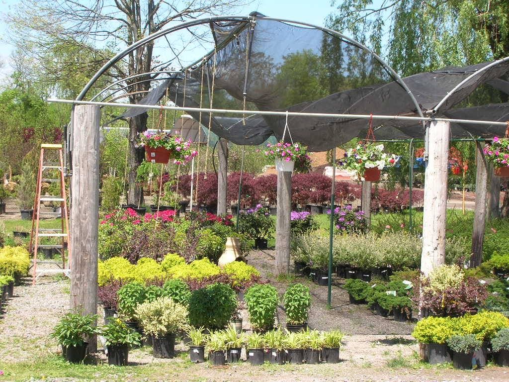 Outdoor plants display