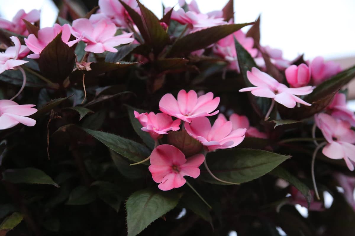 Pink flowers close-up