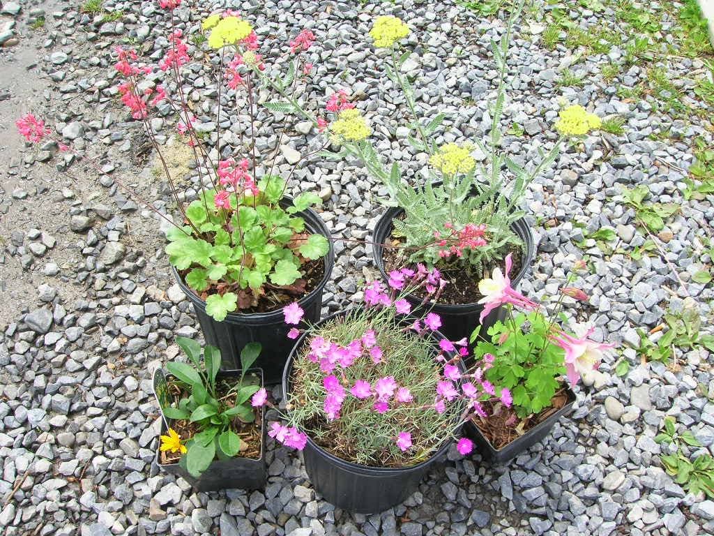 Colorful potted flowers