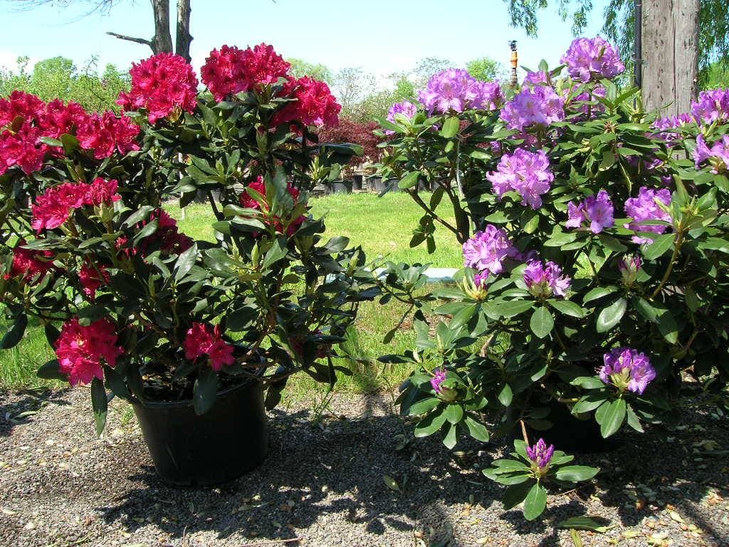 Beautiful rhododendrons in bloom