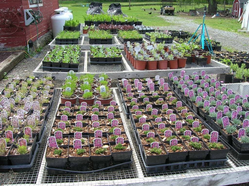 Seedling trays in spring