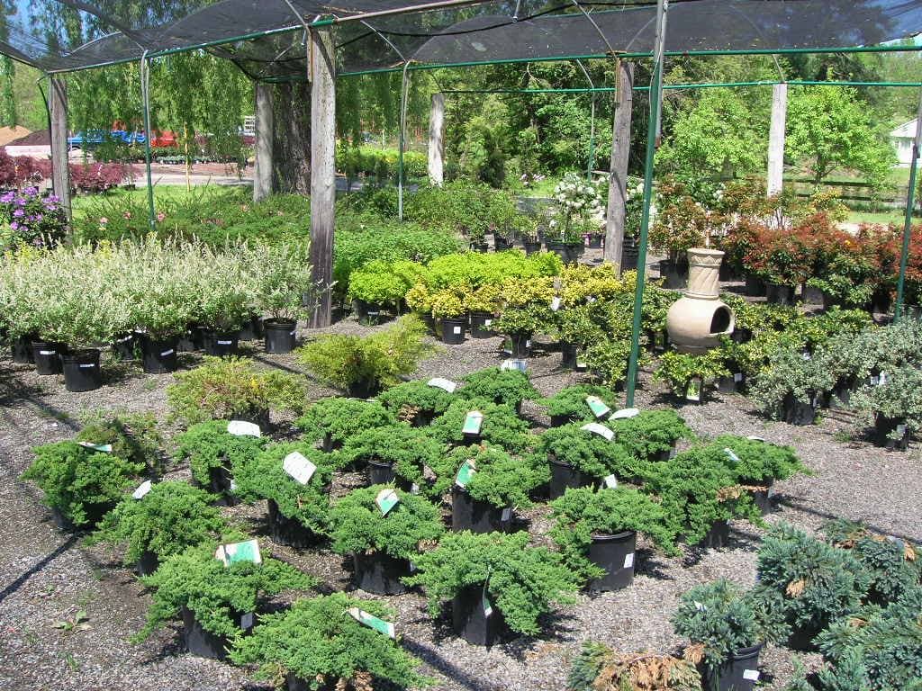 Shrubs display area