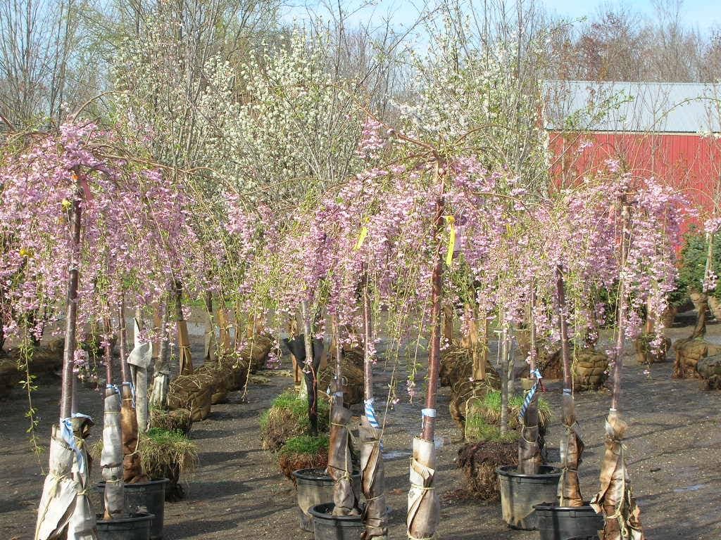Weeping cherry trees for sale